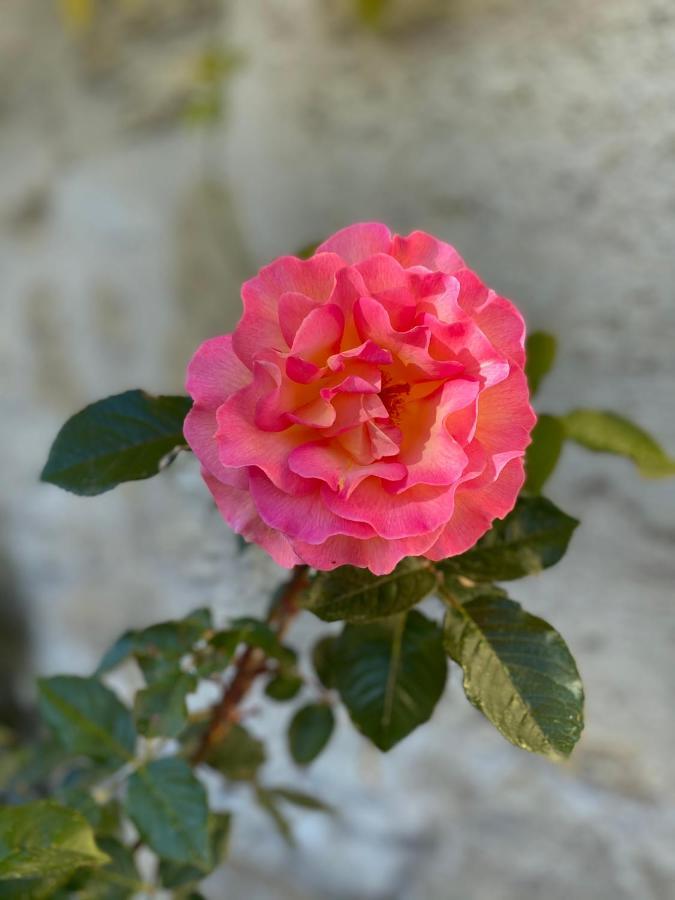 Clos De Bertinat Saint-Sulpice-de-Faleyrens Esterno foto