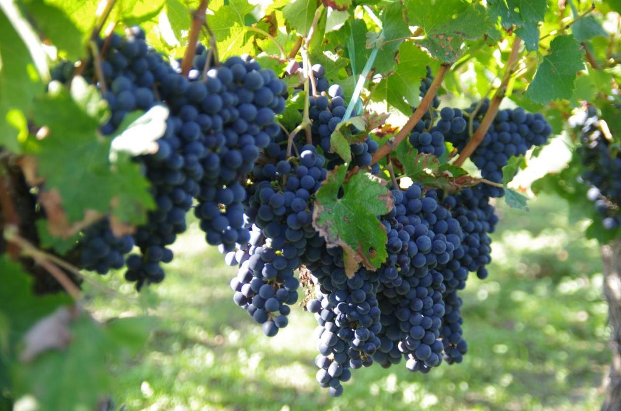 Clos De Bertinat Saint-Sulpice-de-Faleyrens Esterno foto