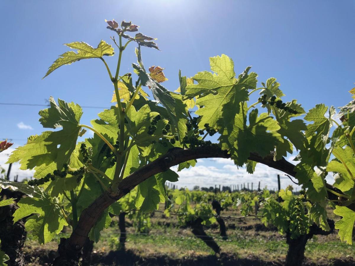 Clos De Bertinat Saint-Sulpice-de-Faleyrens Esterno foto
