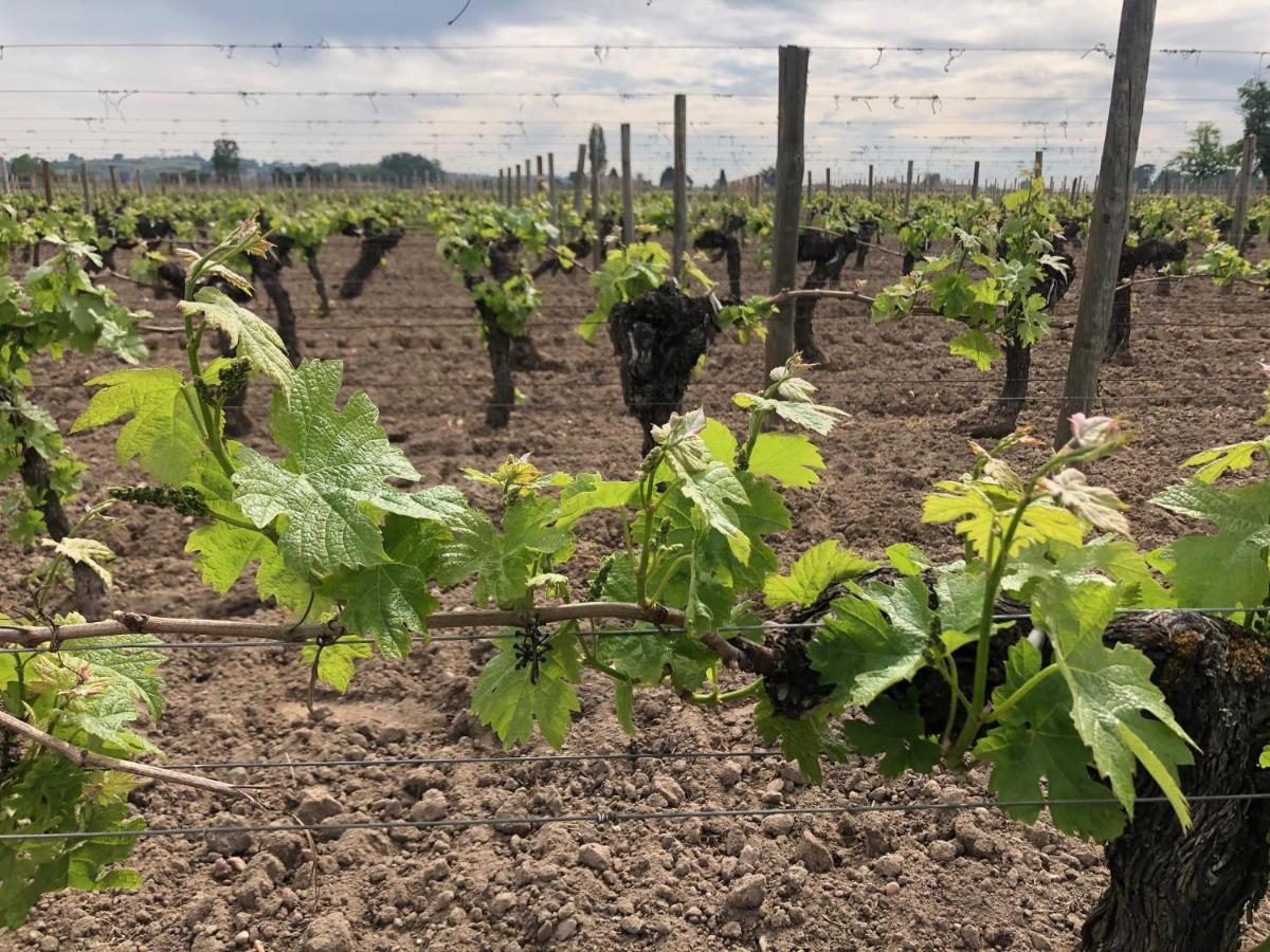 Clos De Bertinat Saint-Sulpice-de-Faleyrens Esterno foto