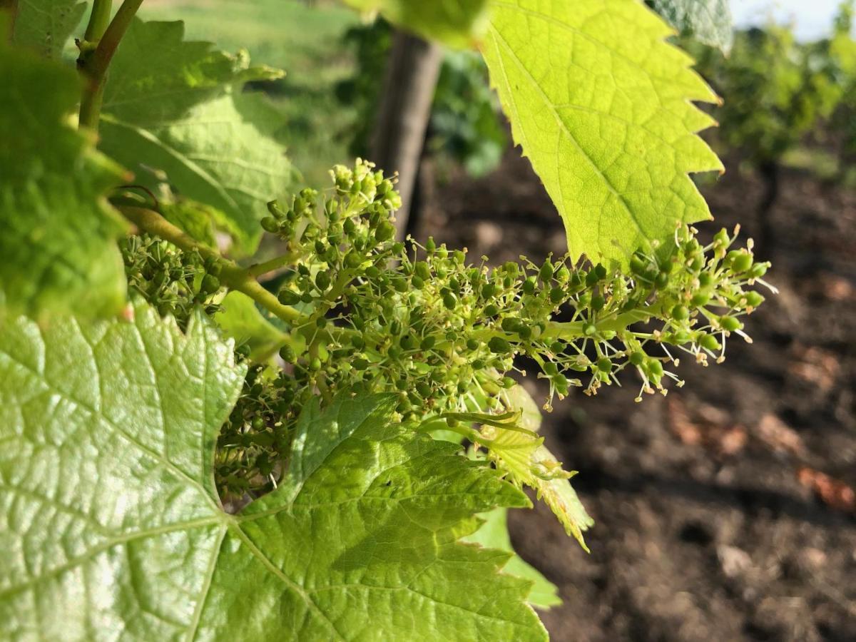 Clos De Bertinat Saint-Sulpice-de-Faleyrens Esterno foto